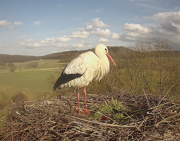Das Nest wurde Ende Februar gereinigt