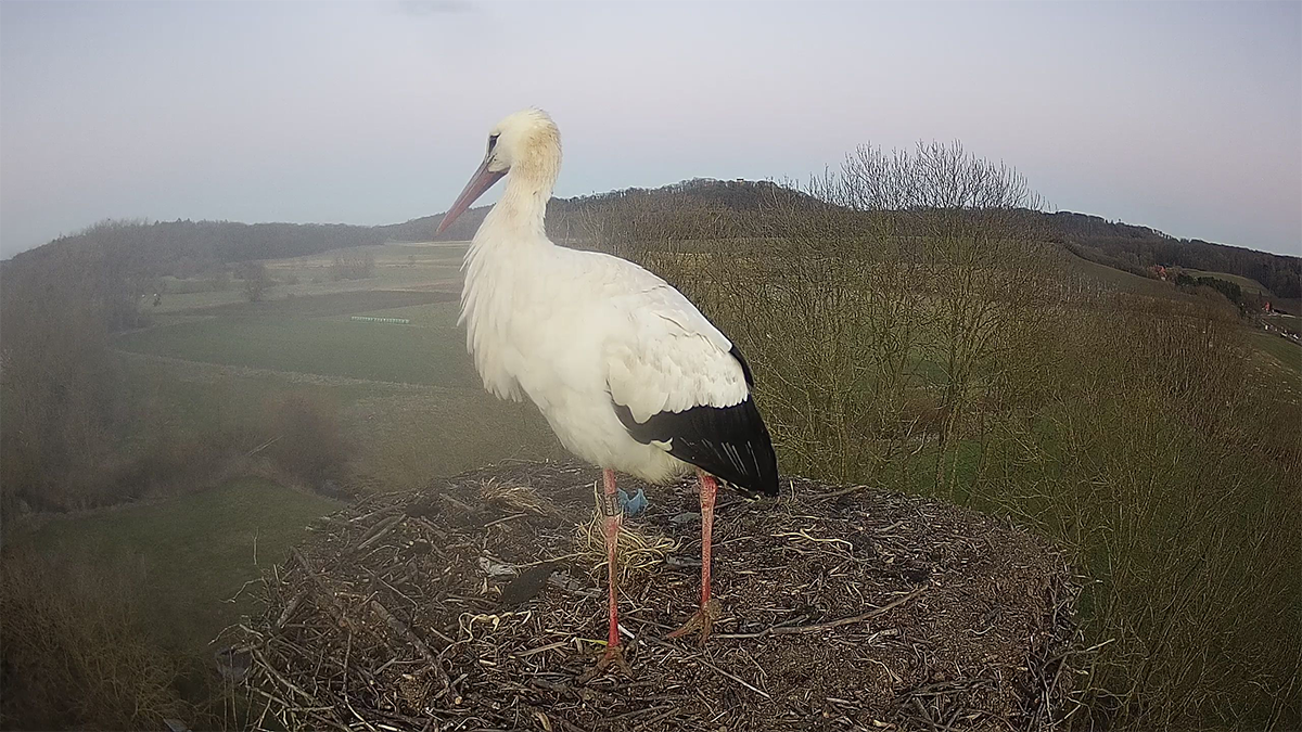 Addi kommt im Februar 2025 an