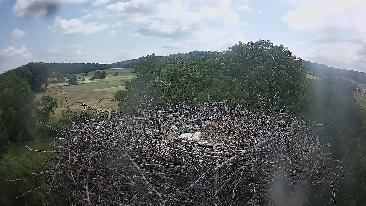 2025 wurden 5 Eier gelegt