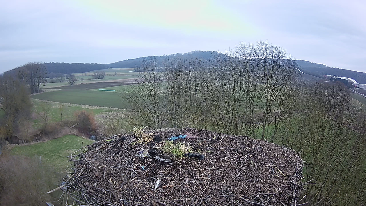 Das Nest wurde Ende Februar gereinigt