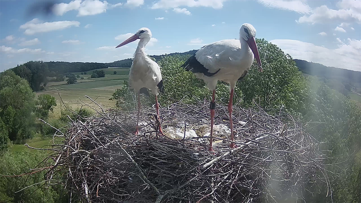 Die Störche von 2025